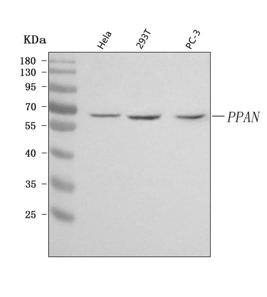 Anti-PPAN Antibody Picoband® Boster Bio