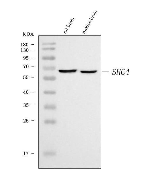 Anti-SHCD/SHC4 Antibody Picoband® Boster Bio