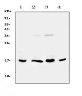 Anti-IL17B Antibody Picoband® Boster Bio