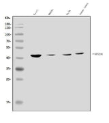 Anti-KCNJ16 Antibody Picoband® Boster Bio