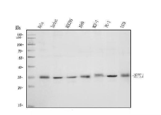 Anti-METTL1 Antibody Picoband® Boster Bio
