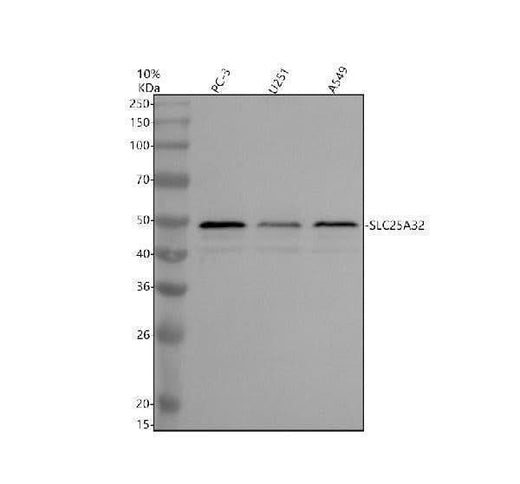Anti-SLC25A32 Antibody Picoband® Boster Bio
