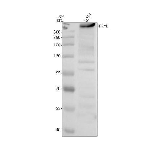 Anti-FRYL Antibody Picoband® Boster Bio
