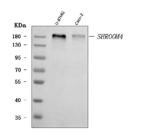 Anti-SHROOM4 Antibody Picoband® Boster Bio