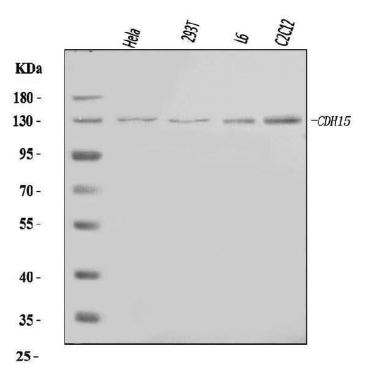 Anti-M Cadherin/CDH15 Antibody Picoband® Boster Bio
