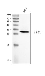 Anti-PLD6 Antibody Picoband® Boster Bio