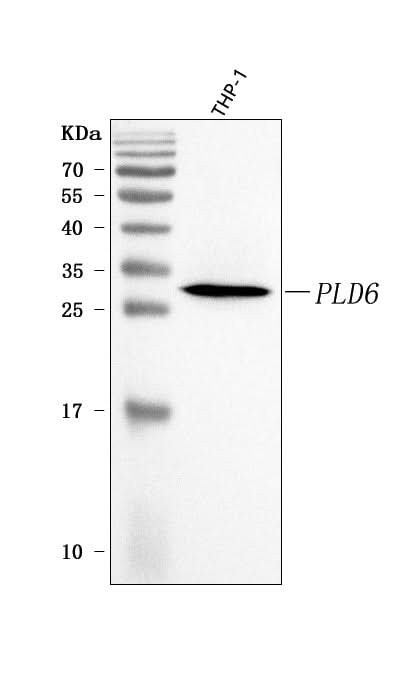 Anti-PLD6 Antibody Picoband® Boster Bio
