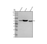 Anti-IFI44 Antibody Picoband® Boster Bio