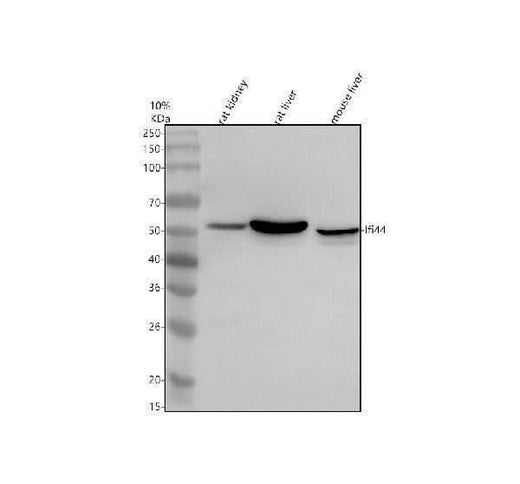 Anti-IFI44 Antibody Picoband® Boster Bio