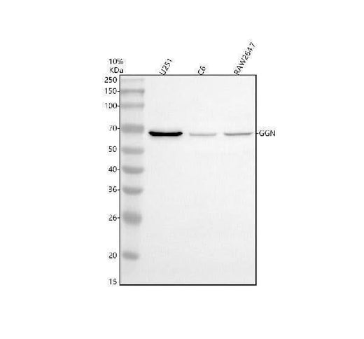 Anti-GGN Antibody Picoband® Boster Bio