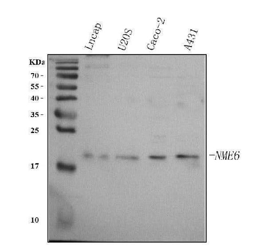 Anti-NME6 Antibody Picoband® Boster Bio