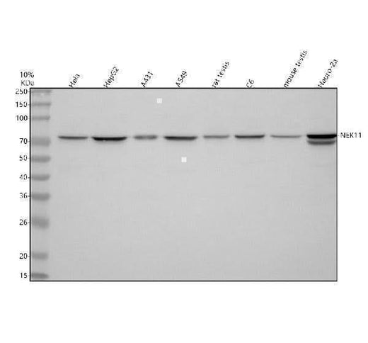 Anti-NEK11 Antibody Picoband® Boster Bio