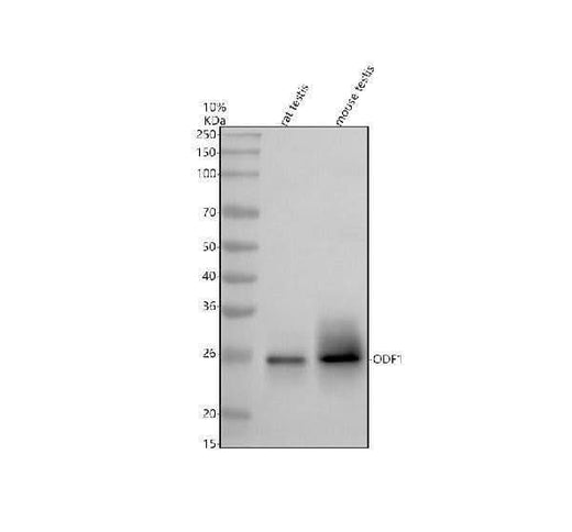 Anti-ODF1 Antibody Picoband® Boster Bio
