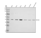 Anti-FBXO28 Antibody Picoband® Boster Bio