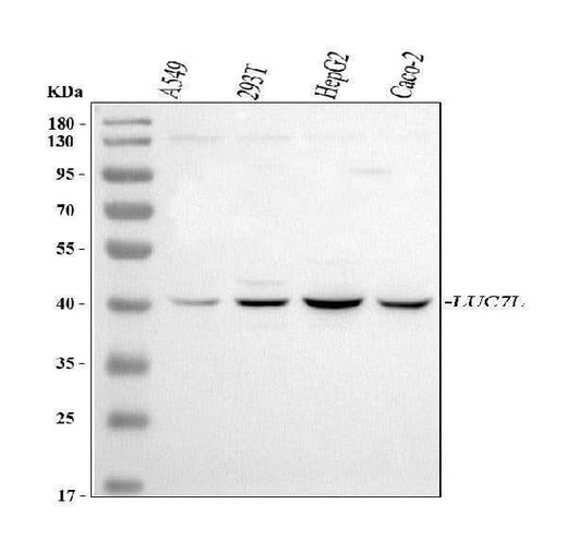 Anti-LUC7L Antibody Picoband® Boster Bio