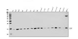 Anti-LSM8 Antibody Picoband® Boster Bio