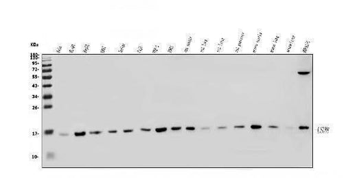 Anti-LSM8 Antibody Picoband® Boster Bio