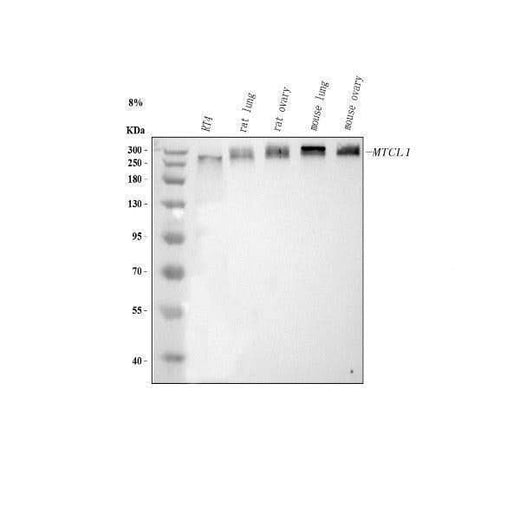 Anti-MTCL1 Antibody Picoband® Boster Bio