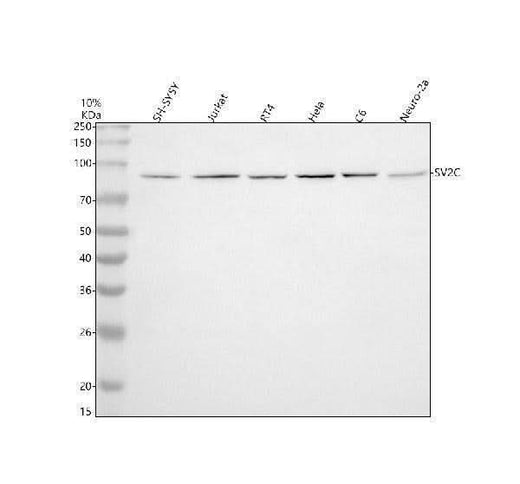 Anti-SV2C Antibody Picoband® Boster Bio
