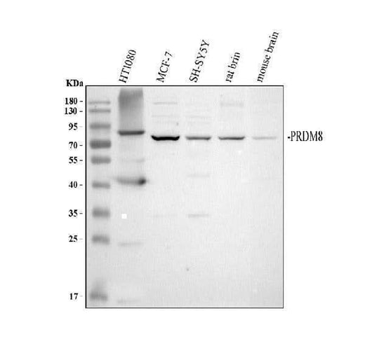 Anti-PRDM8 Antibody Picoband® Boster Bio