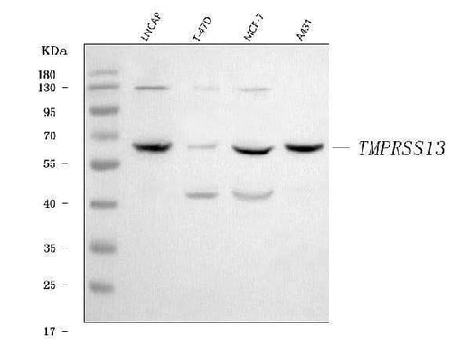 Anti-TMPRSS13 Antibody Picoband® Boster Bio
