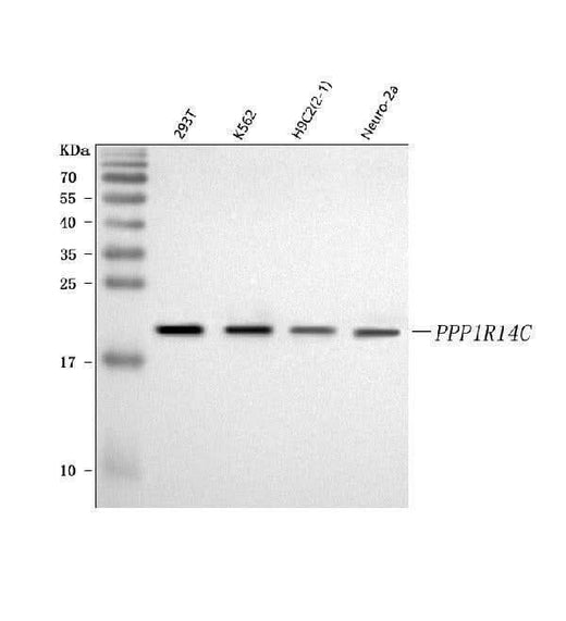 Anti-KEPI/PPP1R14C Antibody Picoband® Boster Bio