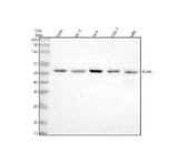 Anti-IFI44L Antibody Picoband® Boster Bio