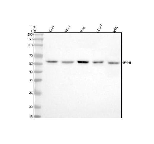 Anti-IFI44L Antibody Picoband® Boster Bio
