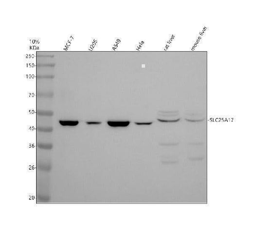 Anti-SLC25A17 Antibody Picoband® Boster Bio