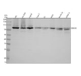 Anti-DDX18 Antibody Picoband® Boster Bio