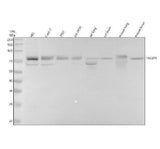 Anti-TBKBP1 Antibody Picoband® Boster Bio