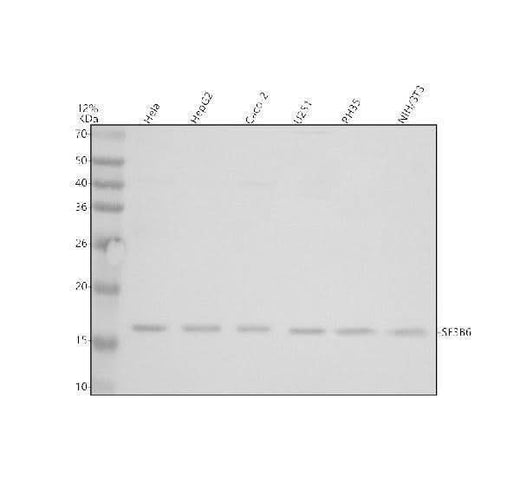 Anti-SF3B14/SF3B6 Antibody Picoband® Boster Bio
