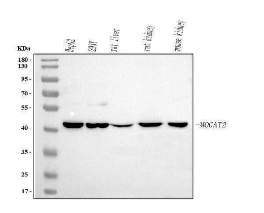 Anti-MOGAT2 Antibody Picoband® Boster Bio