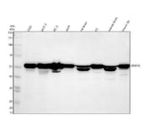 Anti-SNX16 Antibody Picoband® Boster Bio