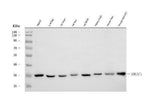 Anti-ERGIC1 Antibody Picoband® Boster Bio