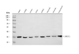 Anti-ERGIC1 Antibody Picoband® Boster Bio