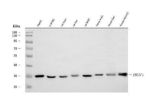 Anti-ERGIC1 Antibody Picoband® Boster Bio