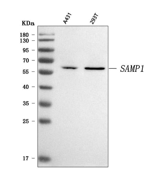 Anti-SMAP1 Antibody Picoband® Boster Bio