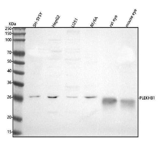 Anti-PLEKHB1 Antibody Picoband® Boster Bio