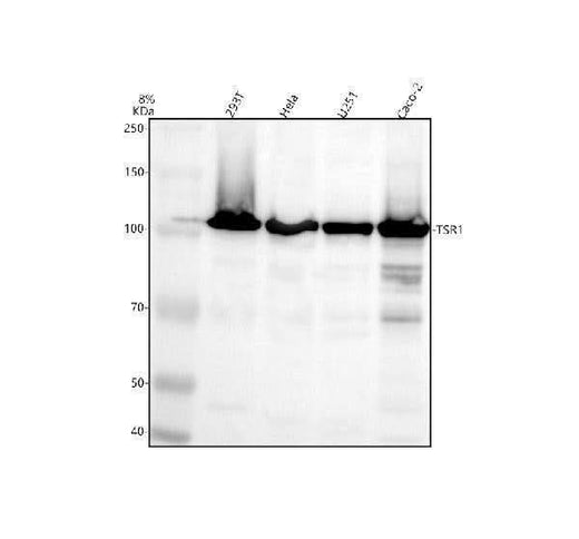 Anti-TSR1 Antibody Picoband® Boster Bio
