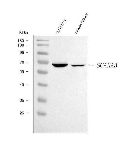 Anti-SCARA3 Antibody Picoband® Boster Bio