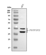 Anti-PSTPIP2 Antibody Picoband® Boster Bio