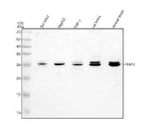 Anti-FKBP7 Antibody Picoband® Boster Bio