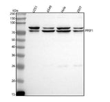 Anti-PPEF1 Antibody Picoband® Boster Bio
