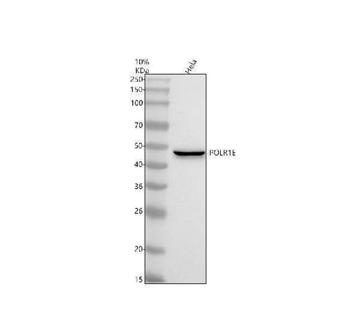 Anti-POLR1E Antibody Picoband® Boster Bio