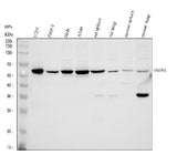 Anti-PRDM11 Antibody Picoband® Boster Bio