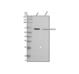 Anti-Matrilin-4/MATN4 Antibody Picoband® Boster Bio
