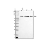 Anti-NOL9 Antibody Picoband® Boster Bio