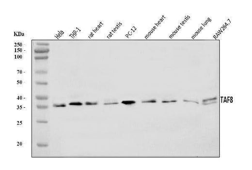 Anti-TAF8/TBN Antibody Picoband® Boster Bio