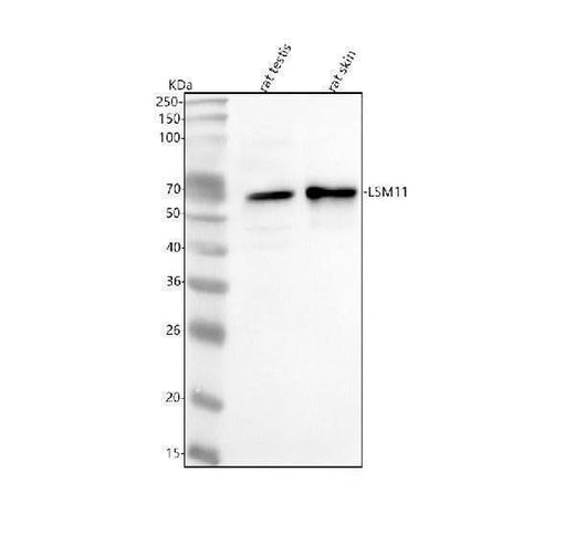 Anti-LSM11 Antibody Picoband® Boster Bio